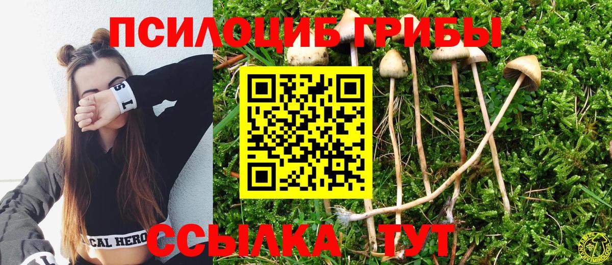 Псилоцибиновые грибы Cubensis Кувандык